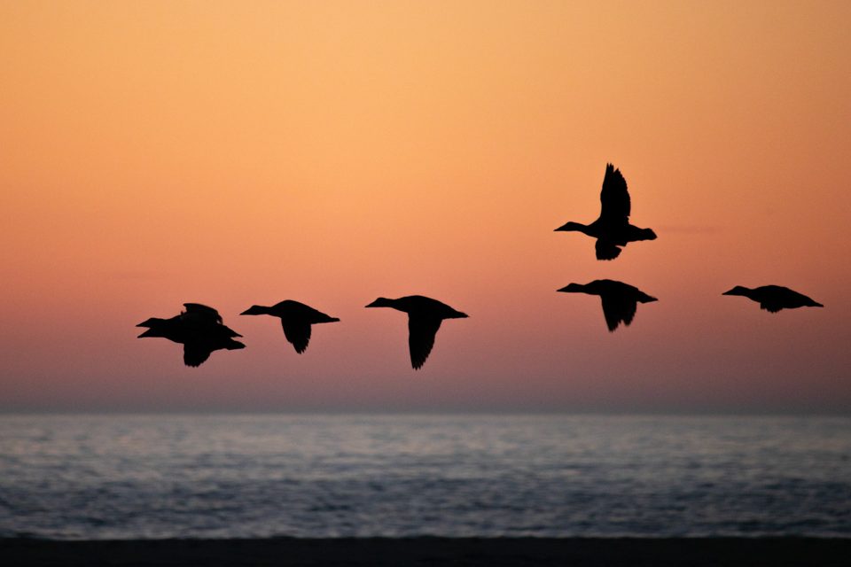 Ducks flying over the sea at dusk